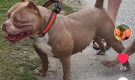 American bully pocket